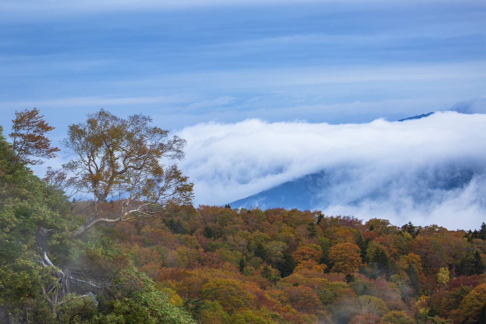 紅葉と雲海