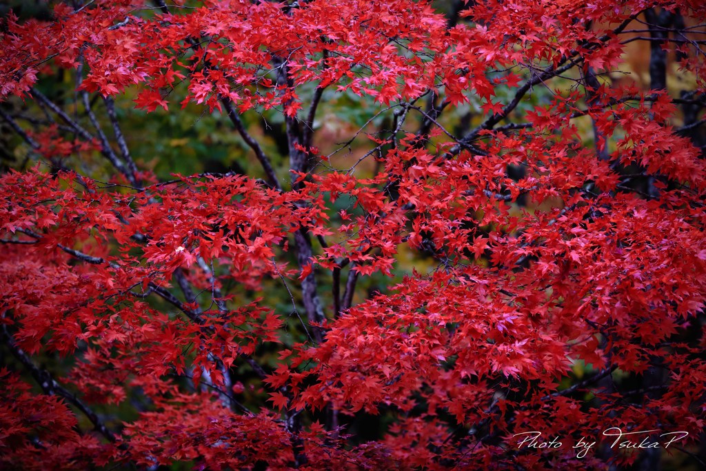 真紅に染まる...