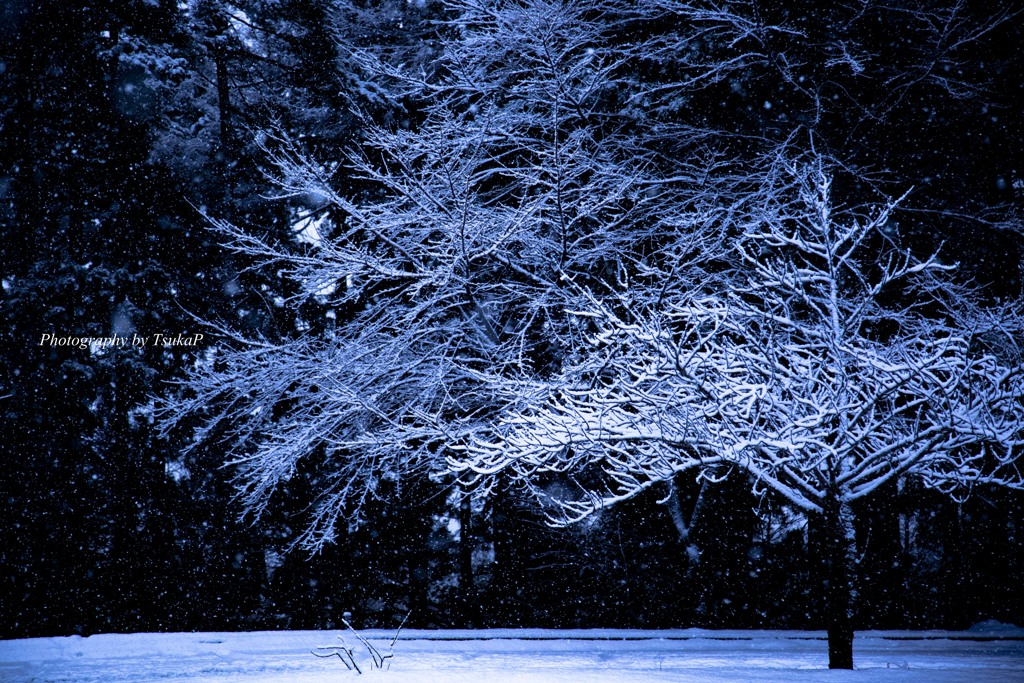 雪を纏い...