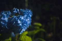 夜の紫陽花