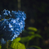 夜の紫陽花