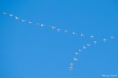 北へ帰る白鳥の群