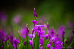 危険な名前の花