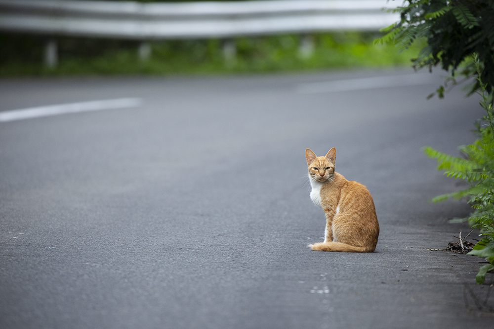 山道にいた猫