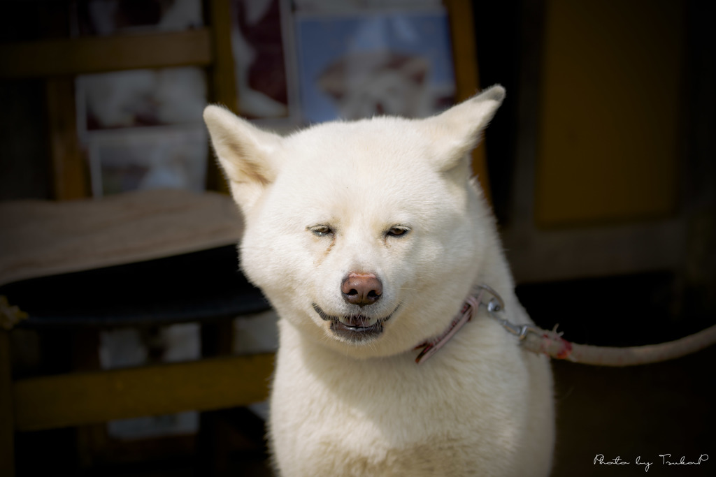 有名犬の妻