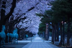 早朝のお花見