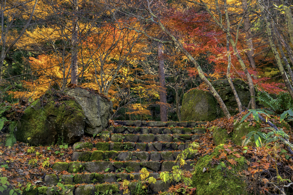 紅葉の階段