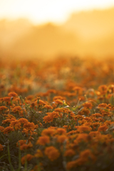 朝陽を浴びる花