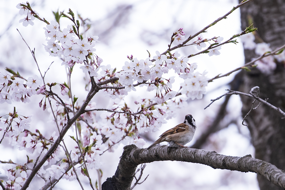 君は桜を見ていた...