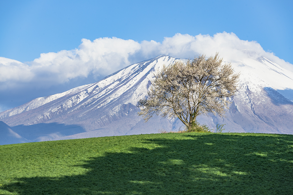 三角山の一本桜