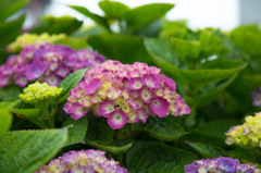 あ・じ・さ・い