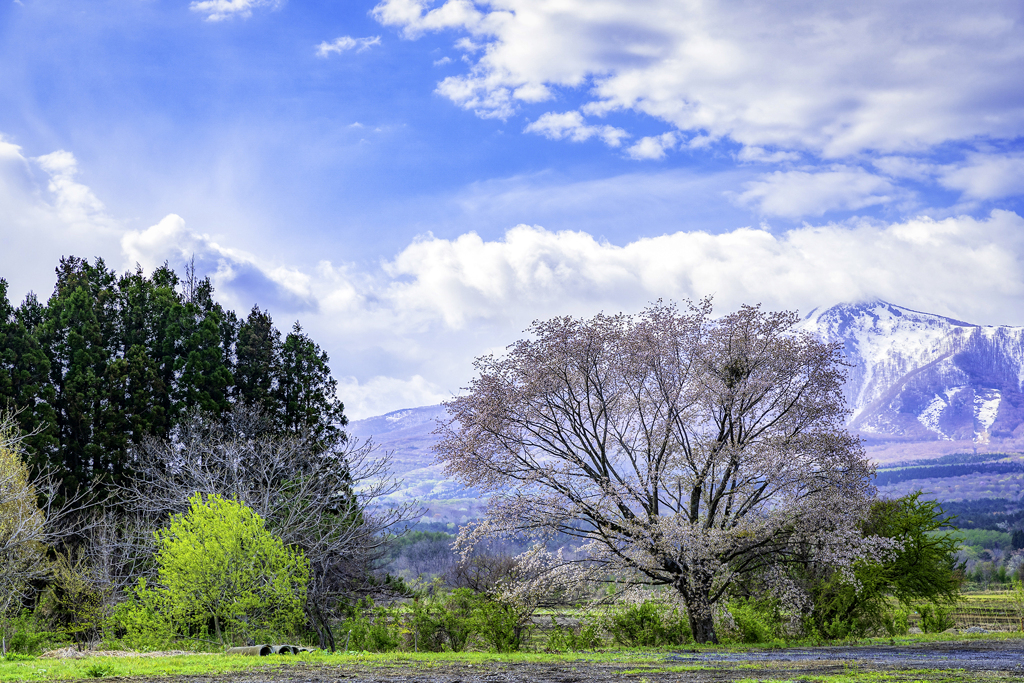 一本桜と岩木山