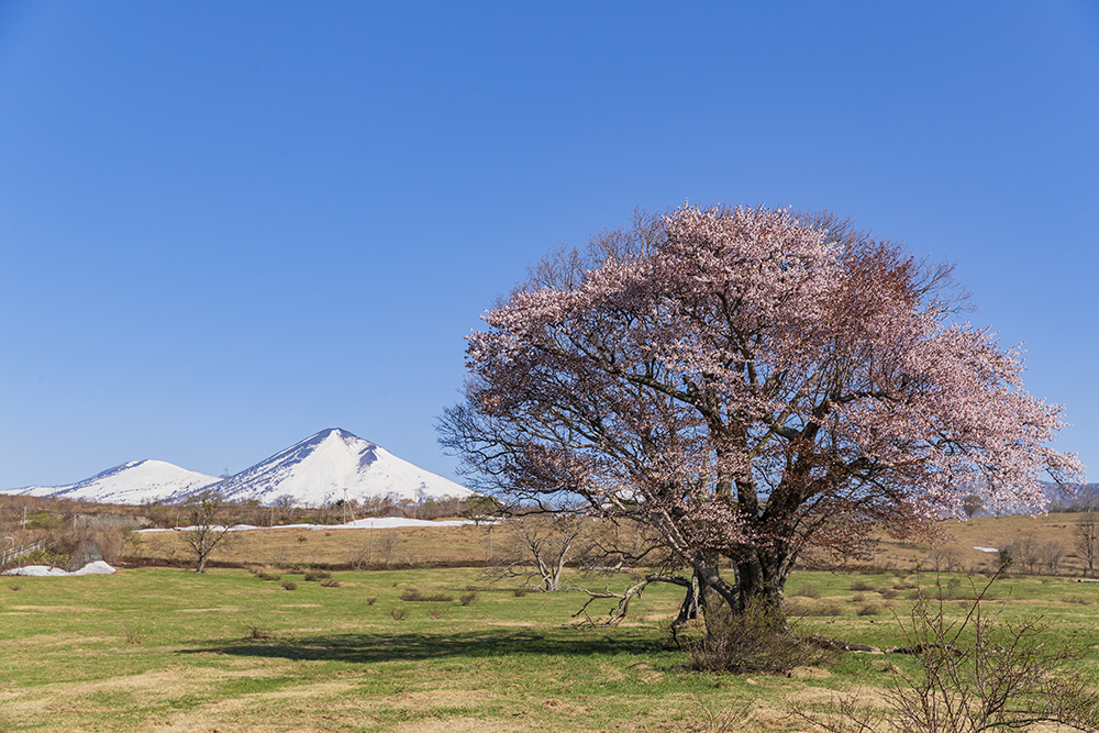 東北の一本桜？