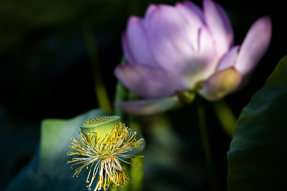 花は散るから美しい...