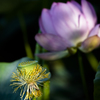 花は散るから美しい...