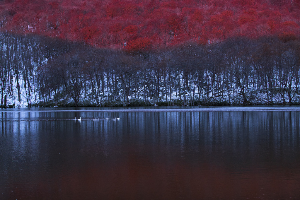 冬の沼とＳｗａｎ