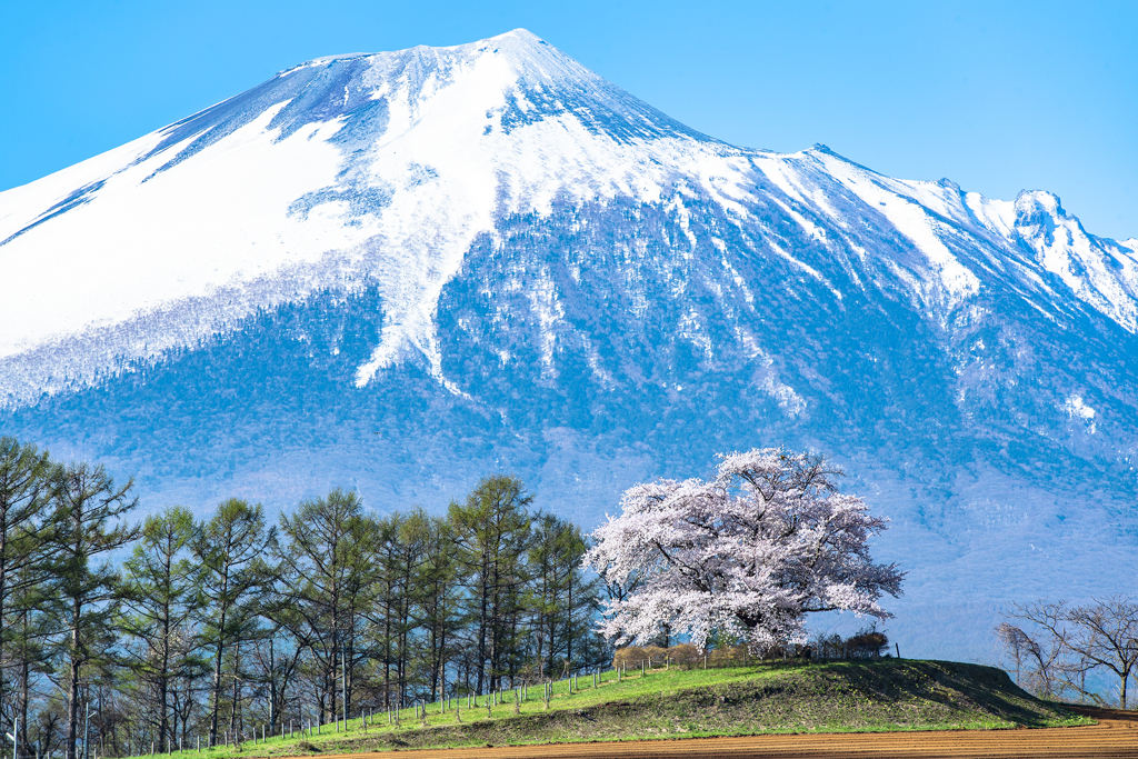 岩手の方々のために今年は自粛いたしますm(_ _)m