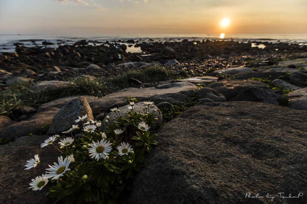 朝陽と海岸と花と...