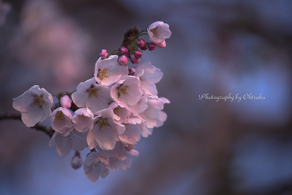 おはようの桜