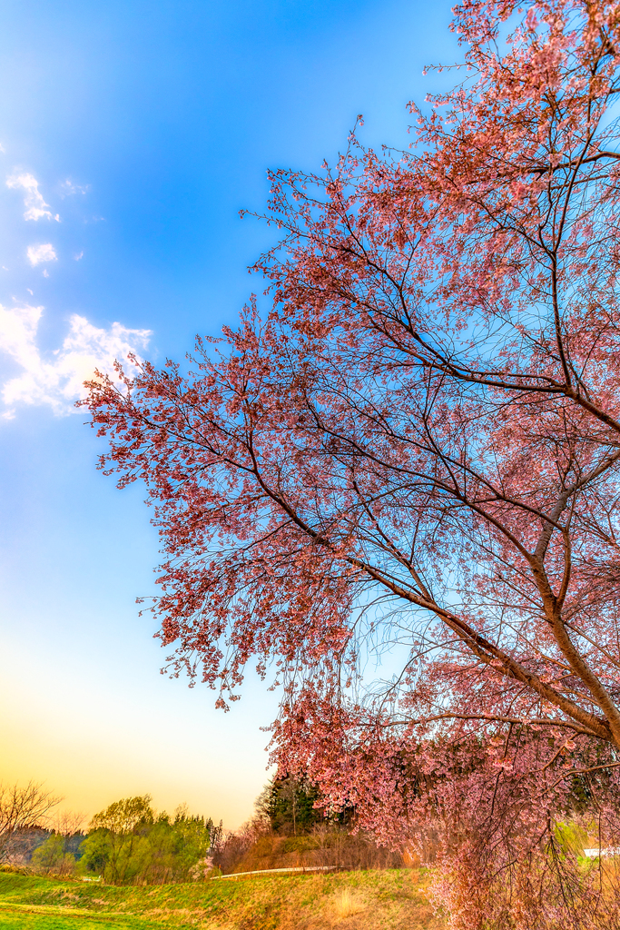 夕暮れの桜