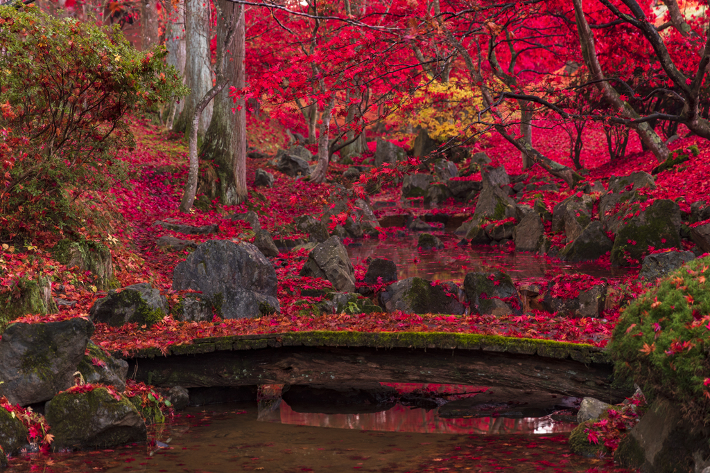 紅葉の橋