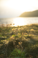 朝陽を浴びるお花