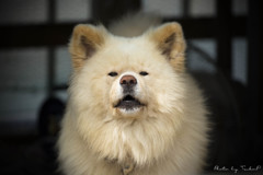 有名犬