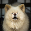 有名犬
