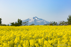 男山と菜の花