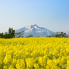 男山と菜の花