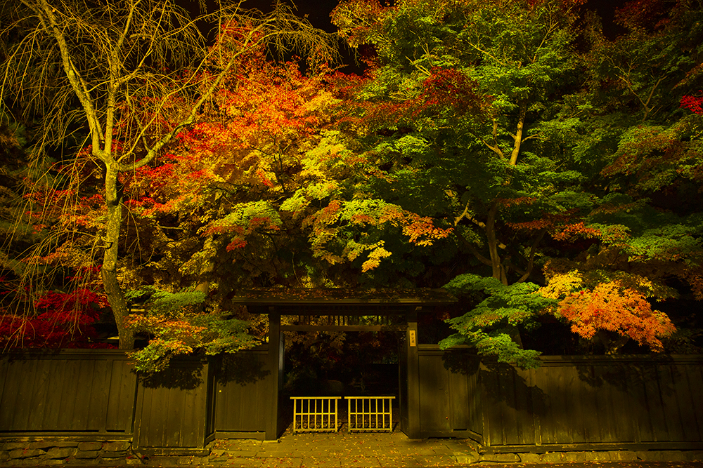 夜の紅葉