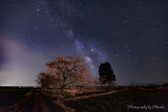 夜の桜