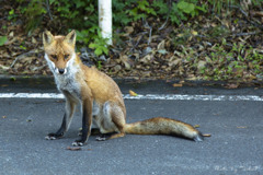 キツネがいた道