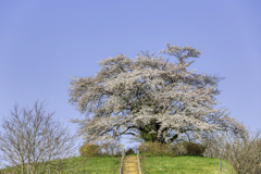 こちらの桜は超見頃♬