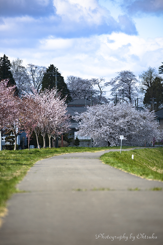 桜への道