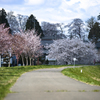 桜への道