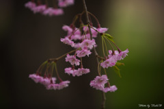 枝垂桜 其の二