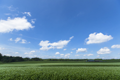 晩夏の空