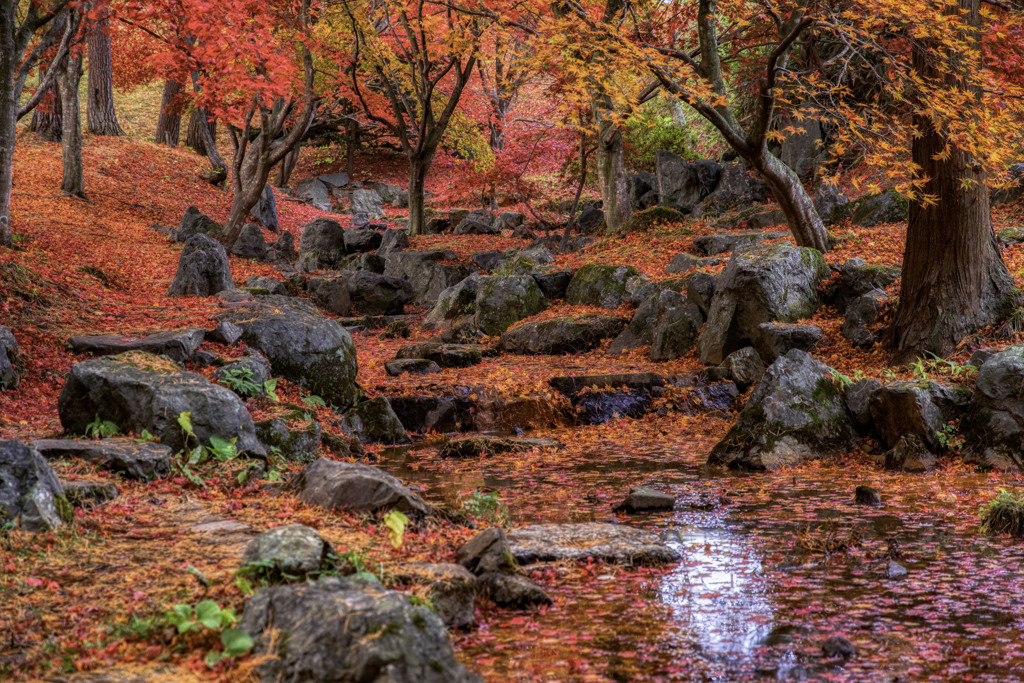 木枯らしの後の紅葉