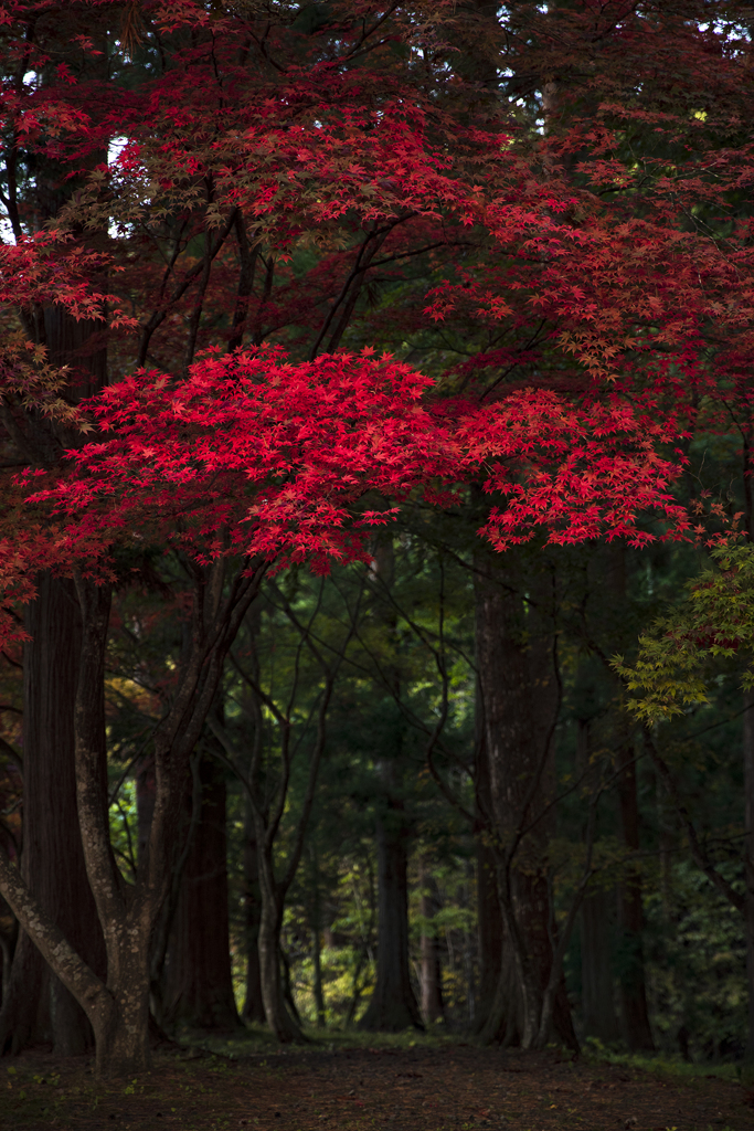 紅だ。