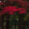 紅だ。