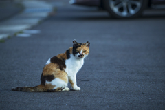 港の猫