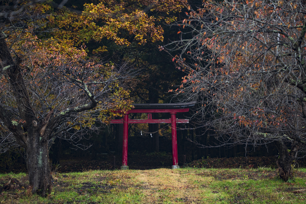 鳥居の秋