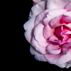 薔薇