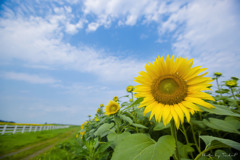 夏の花