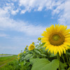 夏の花