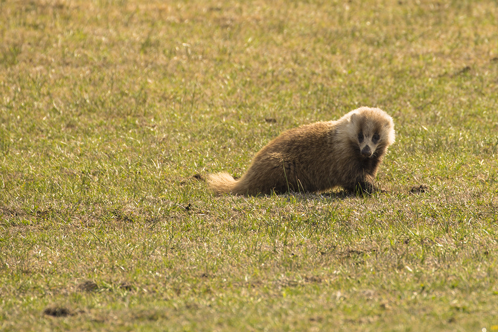 なんだ！ちみわ！！