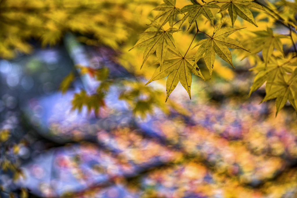 紅葉と落葉。