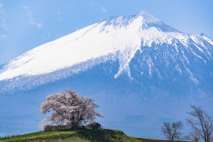 今年も何とか撮れました^^;