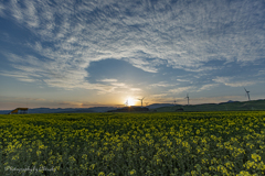 菜の花畑の朝